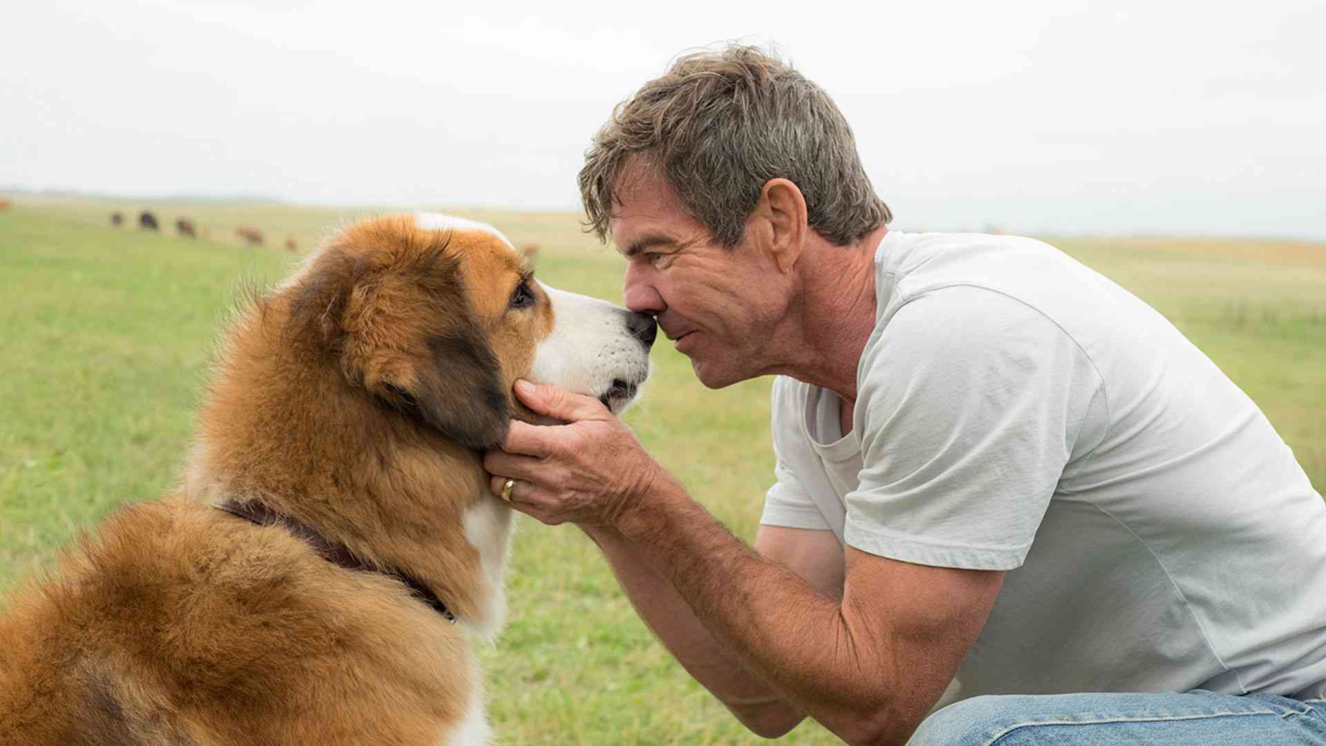 Quatro Vidas de Um Cachorro estreia em Janeiro 1 A Dogs Purpose Gallery 01