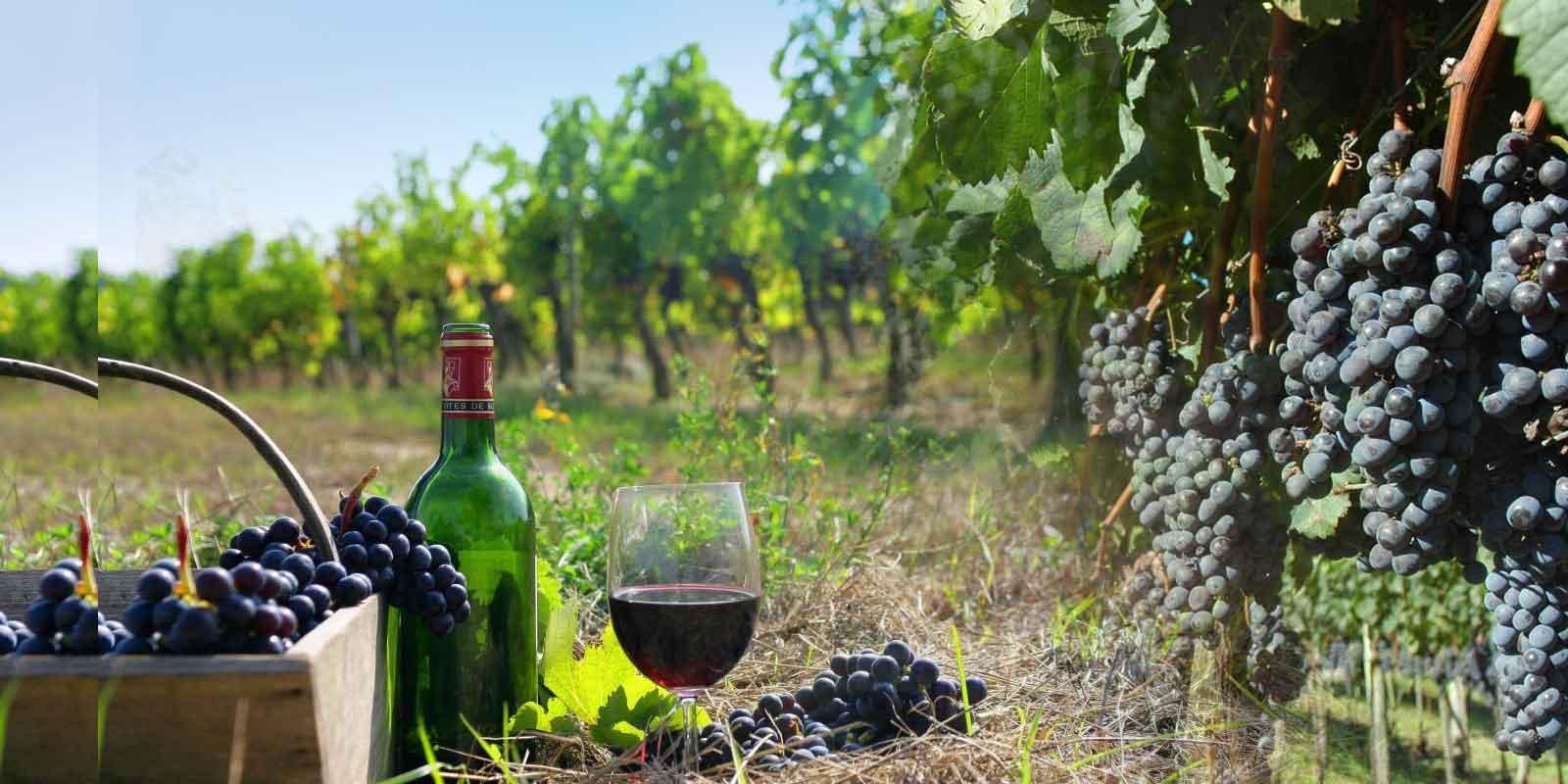 Aqueça-se nesse inverno conhecendo vinhos nacionais | Woo! Magazine