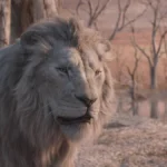 Um leão em "Mufasa: O Rei Leão", da Disney, meio à savana. O animal ocupa a porção esquerda até o centro da foto, com árvores secas ao fundo.