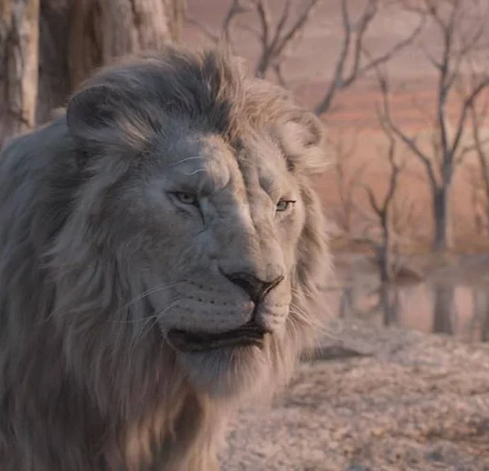Um leão em "Mufasa: O Rei Leão", da Disney, meio à savana. O animal ocupa a porção esquerda até o centro da foto, com árvores secas ao fundo.