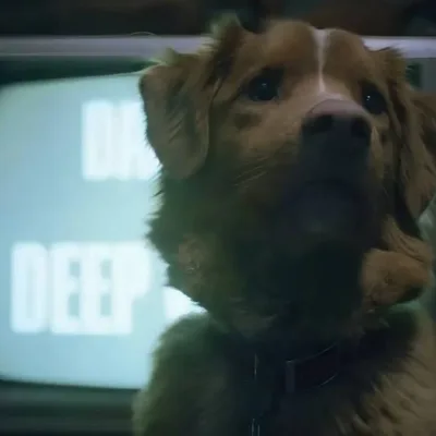 Bom Menino | Terror Para Cachorro Não Assusta Nem os Animais Cão Indy desviando o olhar de televisão de tubo com fita antiga tocando no filme "Bom Menino".