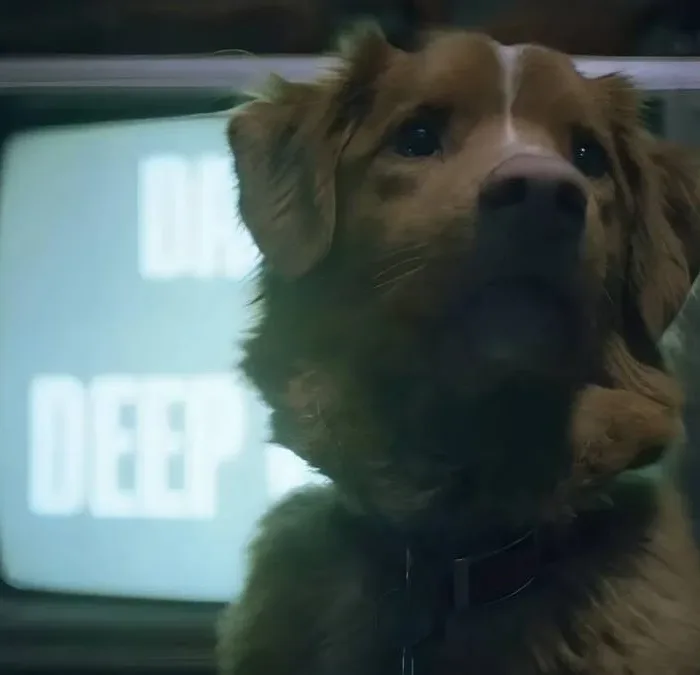 Cão Indy desviando o olhar de televisão de tubo com fita antiga tocando no filme "Bom Menino".