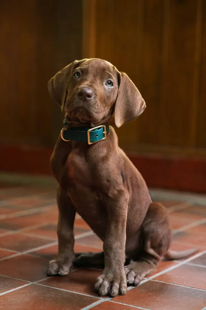 Scooby-Doo: Origins | Netflix Revela Primeira Imagem de Série Live-action Prevista Para 2027 1 Scooby Doo Origins 1