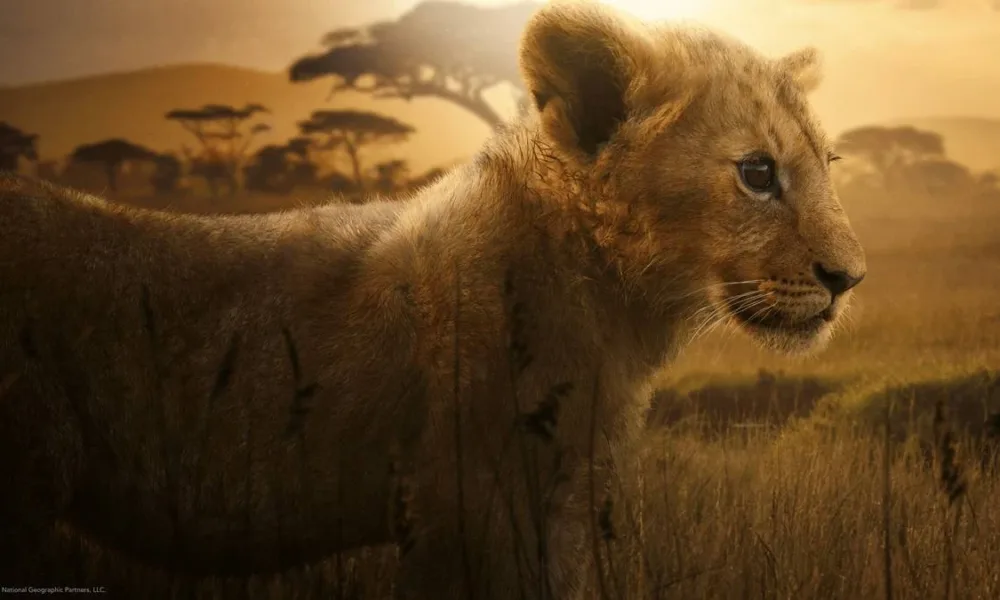 Leão Lion Disney+ Documentário 1