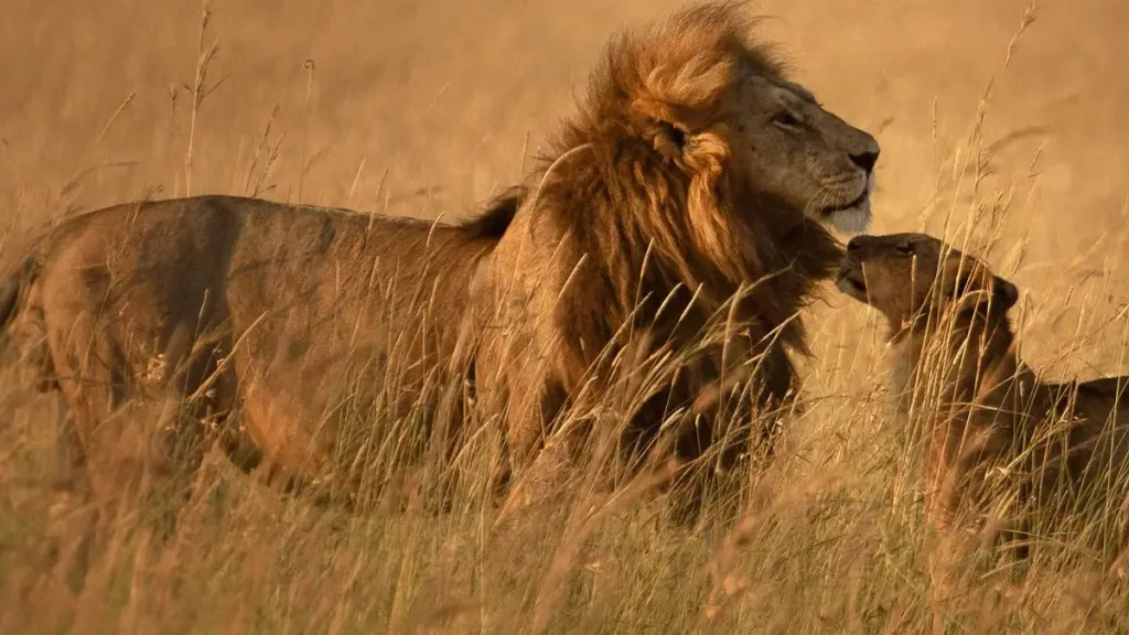 Leão Lion Disney+ Documentário 2