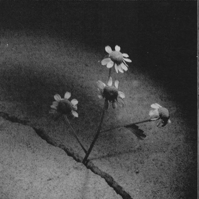 Ariana Grande Petal instagram 8